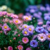 Colorful flowers blooming Apple Watch wallpaper